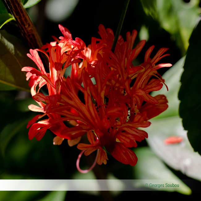 Fleur d'hibiscus corail.