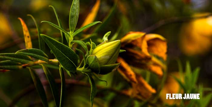 Fleur jaune ou bois  Île de la Réunion