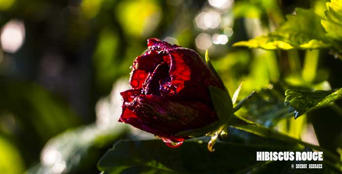 L'hibiscus rouge de la Réunion
