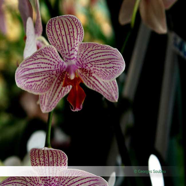 Phalaenopsis ou orchidée papillon.